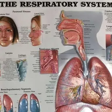 Posters-Respiratory system (3D)