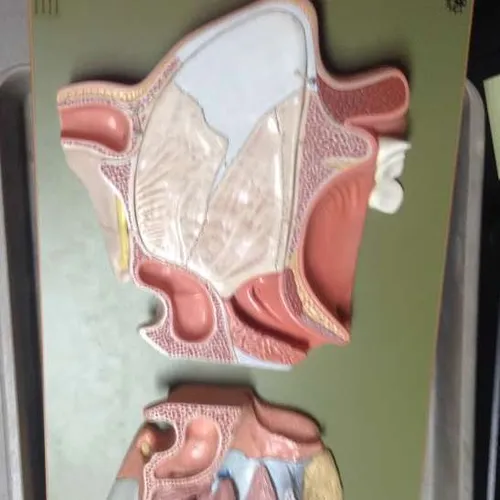 Models-Nose and mouth