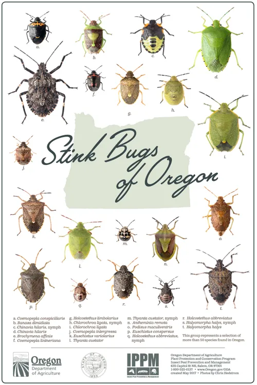 Posters- Stink Bugs of Oregon
