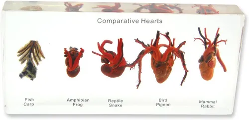 Models-Heart Comparative Anatomy Display