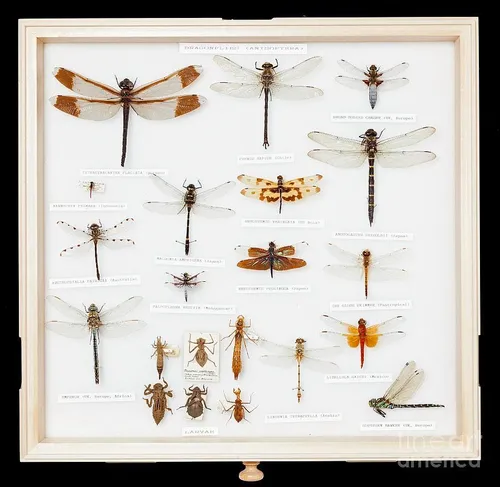 Dragon Fly Specimens 