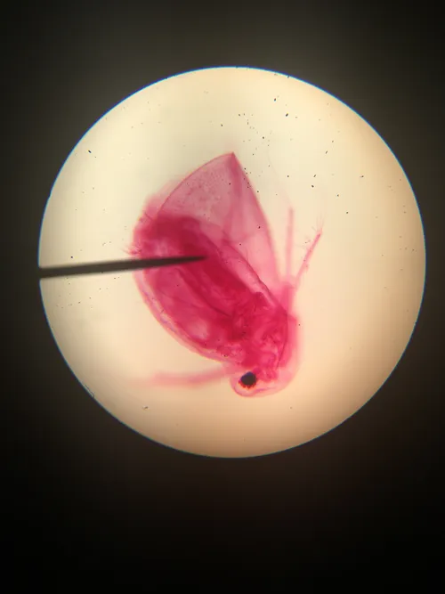 Slides-Daphnia (water flea), w.m.