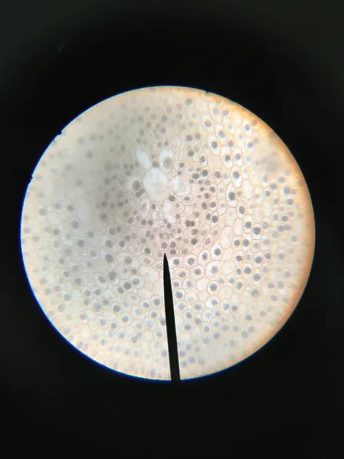Slides-Mitosis, Onion Root Tip Allium c. s. (cross section)