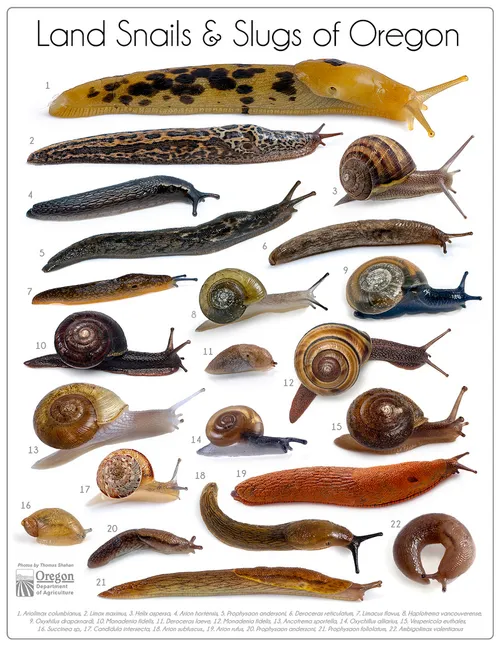 Posters-Land Slugs and Snails of Oregon