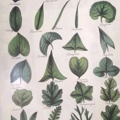 Posters-Botany (Leaves of Plants)
