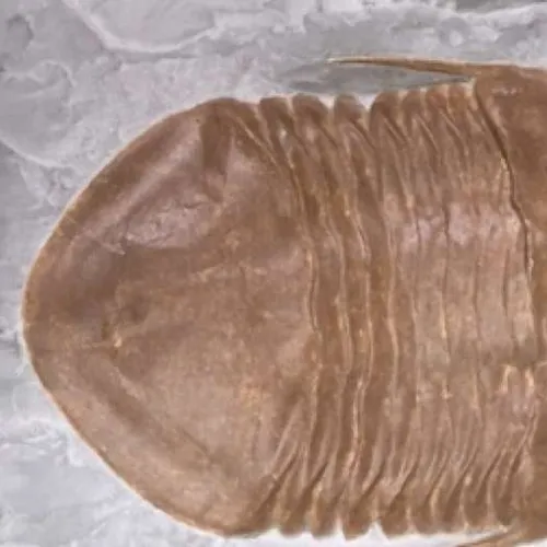 Fossils-Trilobite G, Isotelus maximus