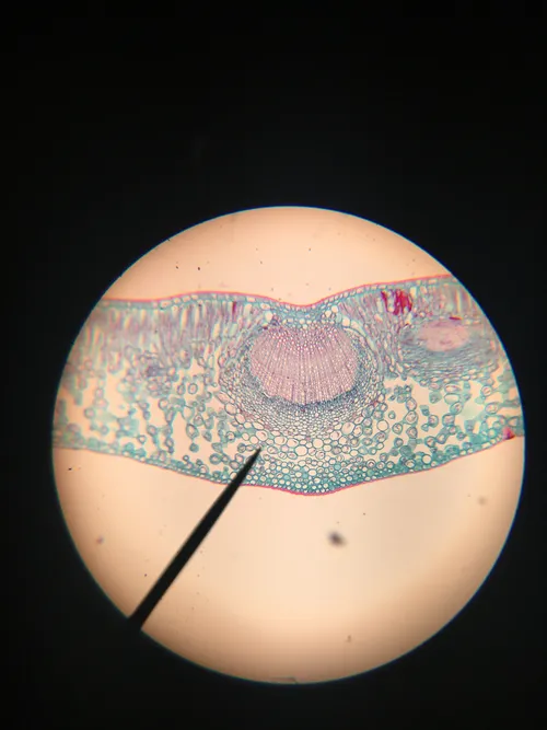 Slides: Privet Leaf (typical dicot) Ligustrum c.s.