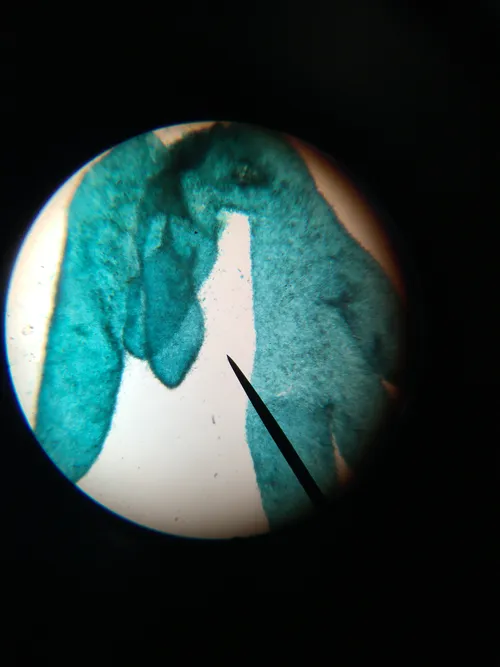 Slides: Leucosolenia, w.m. (sponge)