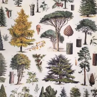 Posters-Arboretum (Trees)