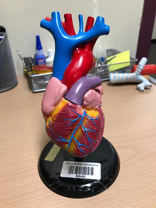 Models-Heart, small, black base