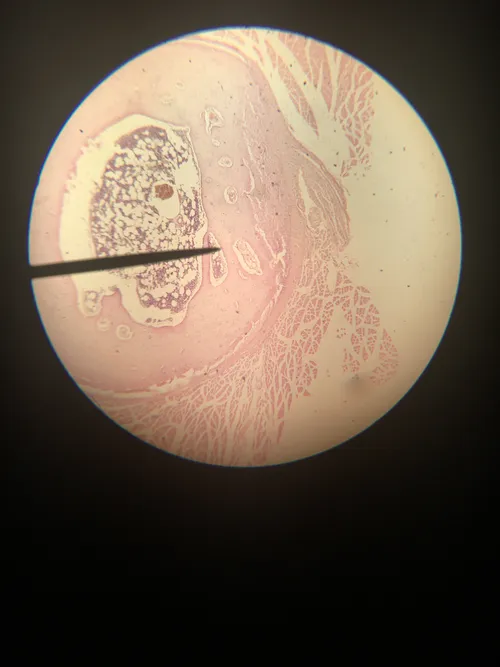 Slides-Bone Decalcified, c.s. and l.s.