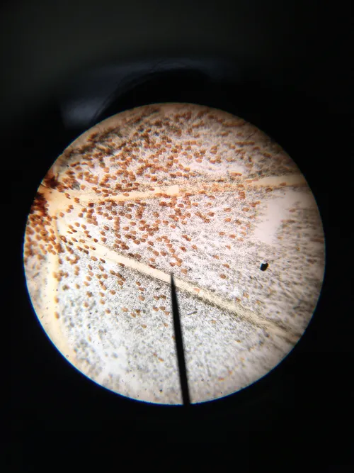 Slides-Butterfly wing