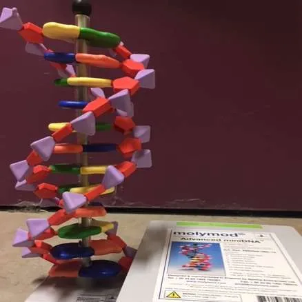 Models-MiniDNA Molymod Kit