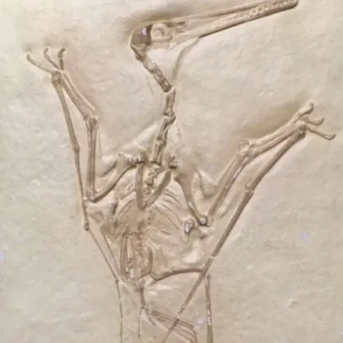 Fossils-Pterodactylus kochi 