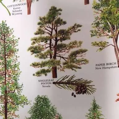 Posters-Trees, Smokey the Bear 