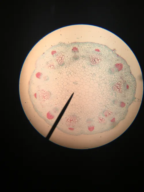 Slides: Typical Monocot and Dicot Stems c.s.