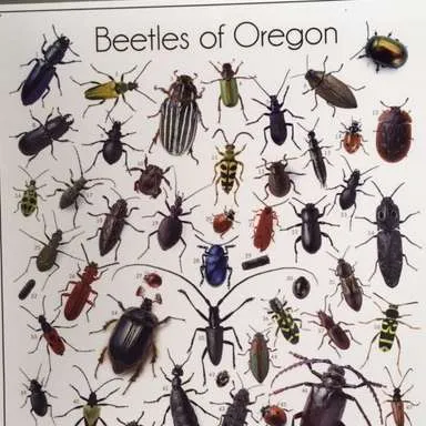 Posters-Insects of Oregon