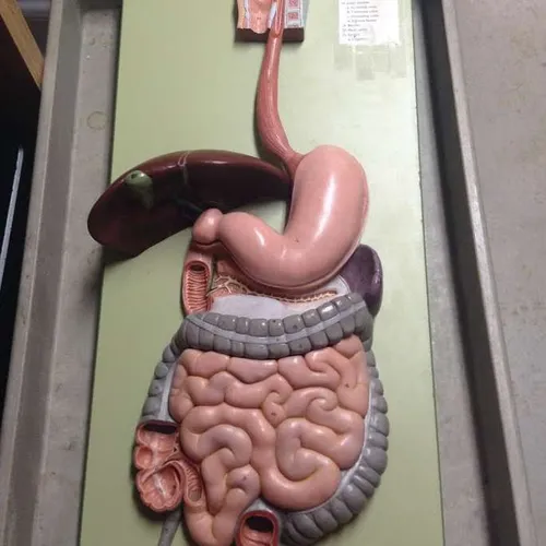 Models-Digestive Tract Models