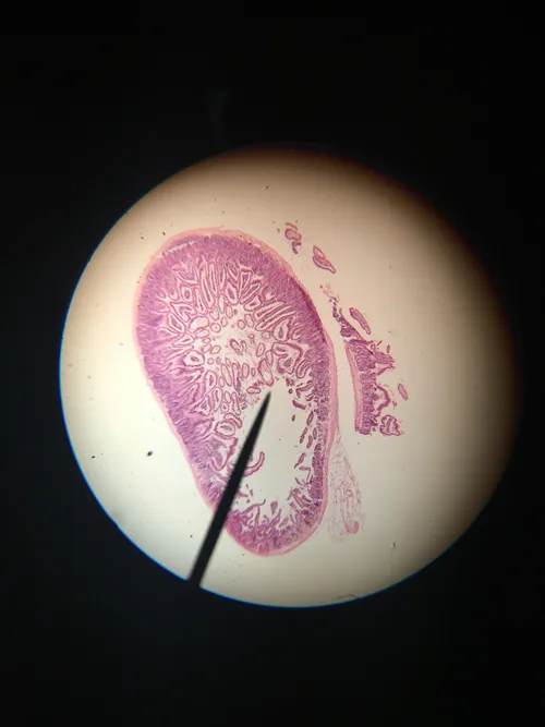 Slides: Mouse Intestine