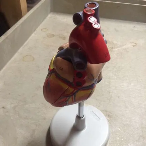Models-Heart (medium, round base)