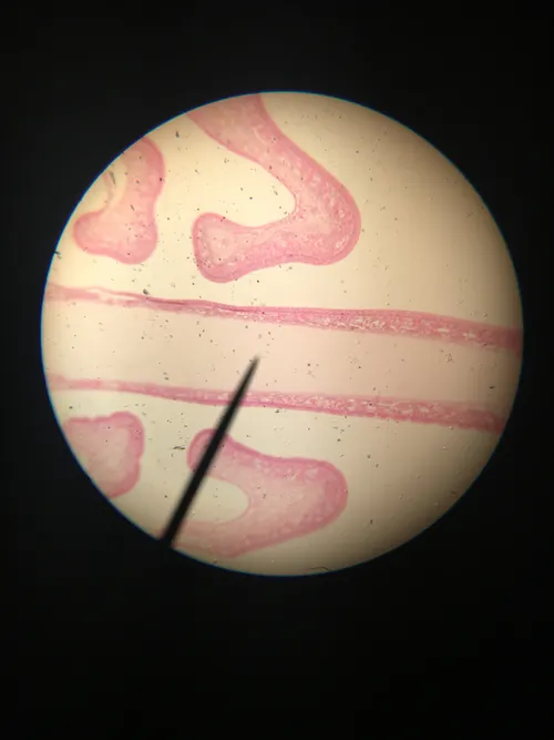 Slides: Olfactory Epithelium sec.