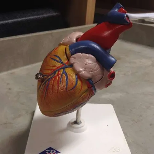 Models-Heart 3B (Small)