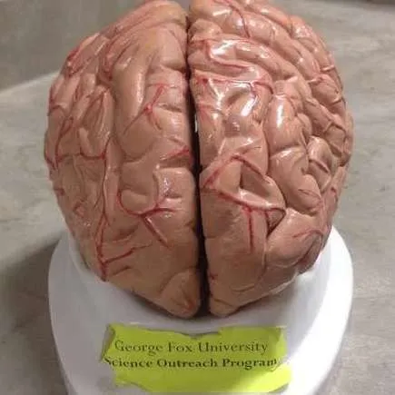 Models-Brain (Pinkish)