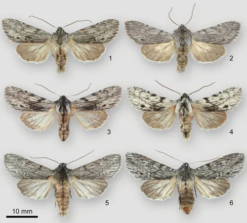 moths- specimen (noctudae)