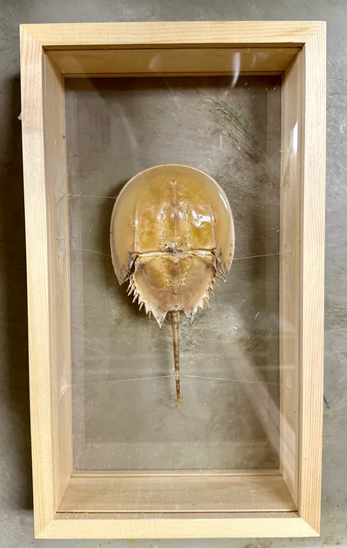 Skeletons-Horseshoe crab