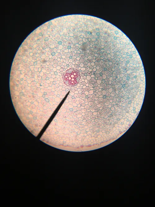 Slides: Typical Monocot and Dicot Roots c.s.
