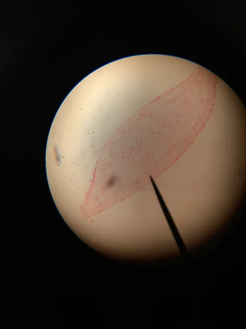 Slides: Planaria (flatworm), c.s.