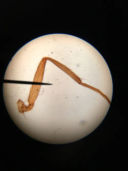 Slides: Musca domestica (housefy) leg, w.m.