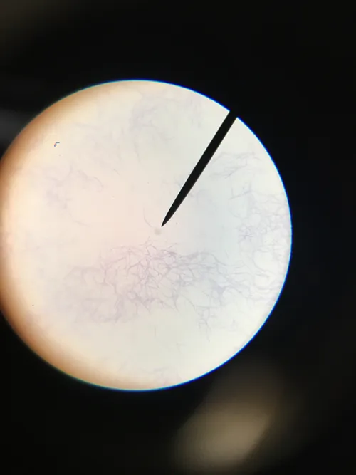 Slides-Gram Positive Bacillus, Bacteria w.m.