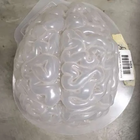 Models-Brain Mold (Jello)