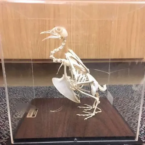 Skeletons-Pigeon w/ cover (Articulated)