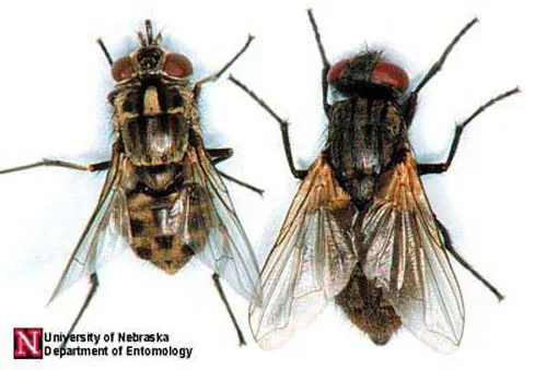 fly- specimen (musca domistica linneaus)