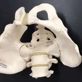 Anatomy-Male Pelvis