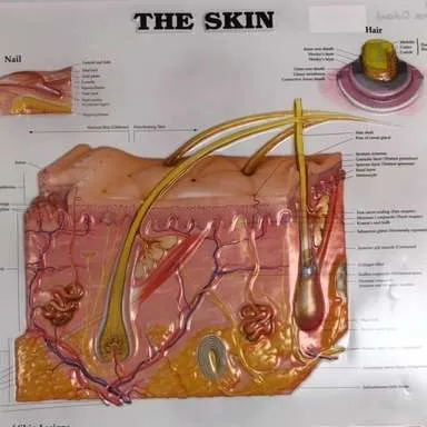 Posters-Integumentary (3D)