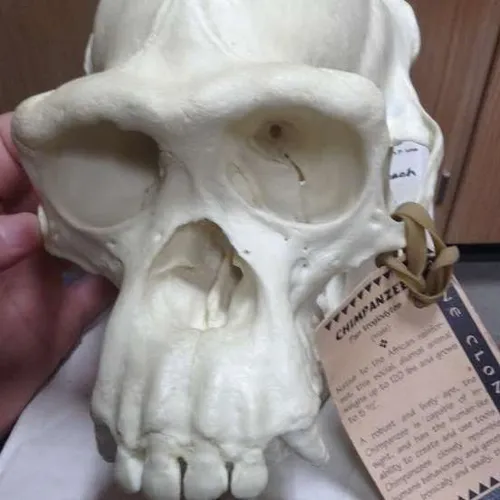 Skulls-Chimpanzee Skull