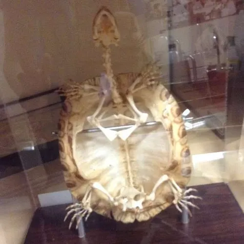 Skeletons-Turtle w/ cover (Articulated)