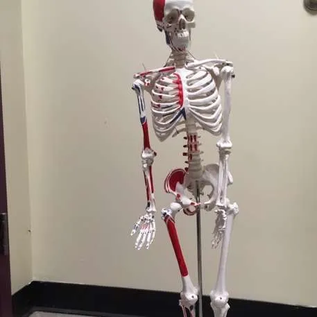 Anatomy-Advanced Plastic Skeleton (human, color coded)