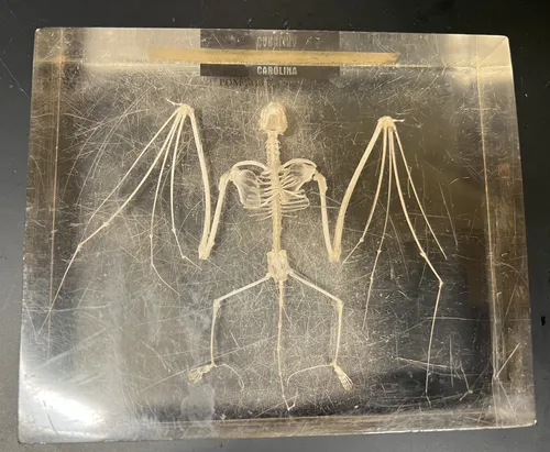 Skeletons-Bat in Acrylic