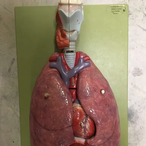 Models-Lung, Heart, and Throat Model