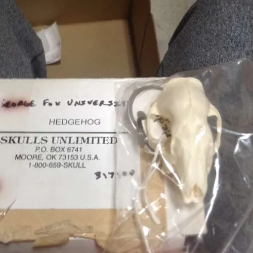 Skulls-Hedgehog Skull