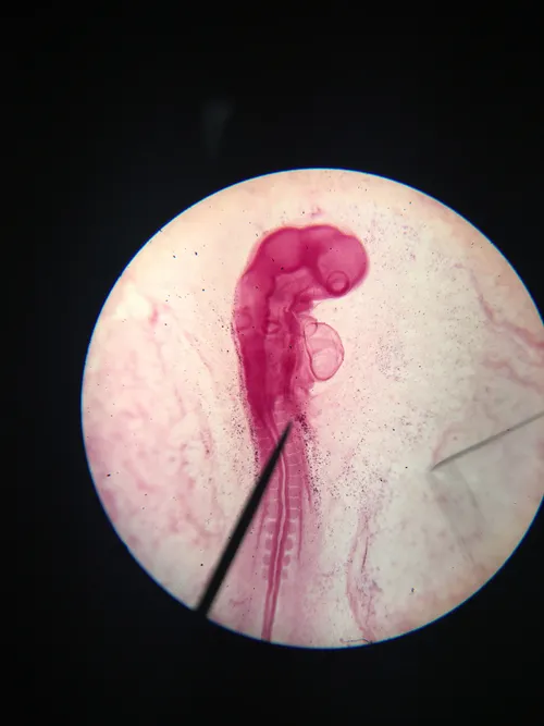 Slides-Chick 38-43 hour (embryo) w.m.