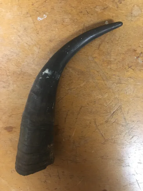 Animals (preserved)-Cattle horn (keratin sheath)