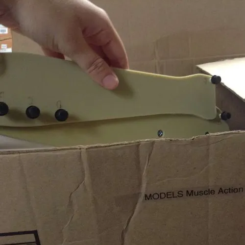 Models-Muscle and Bone Interaction Investigation