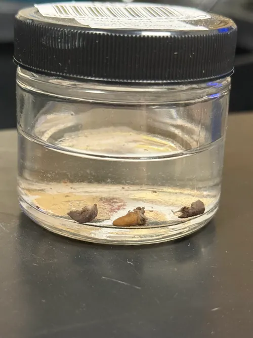 Rufous Hummingbird (immature male) Heart and Lungs 