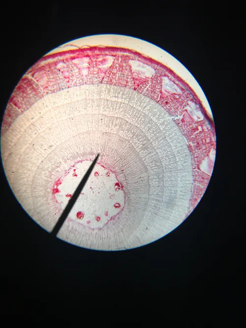 Slides-Dicot Stem
