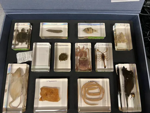 Models-Animal Kingdom Display